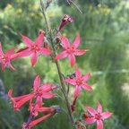 franflora avatar